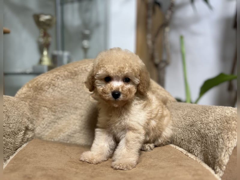 Wunderschöner Toy-Pudel-Rüde zu verkaufen