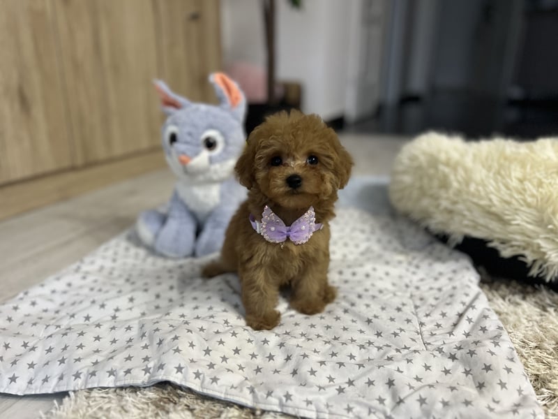 Wunderschönes, winziges Maltipoo Mädchen zu verkaufen