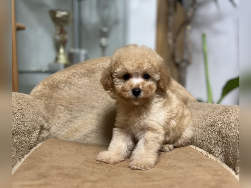 Wunderschöner Toy-Pudel-Rüde zu verkaufen