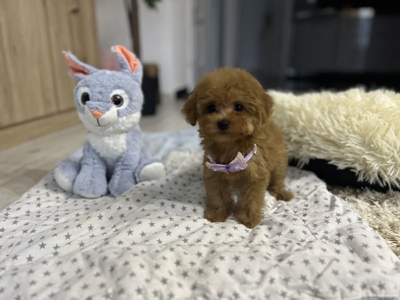 Wunderschönes, winziges Maltipoo Mädchen zu verkaufen