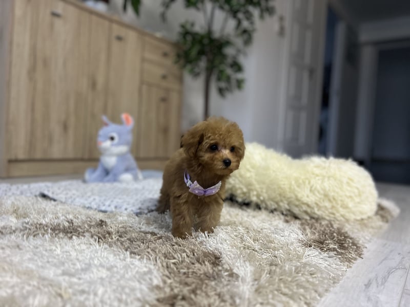Wunderschönes, winziges Maltipoo Mädchen zu verkaufen