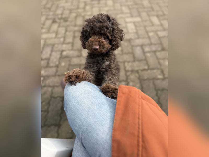 Toy Pudel 2 Jahre seltenes Schoko super lieb