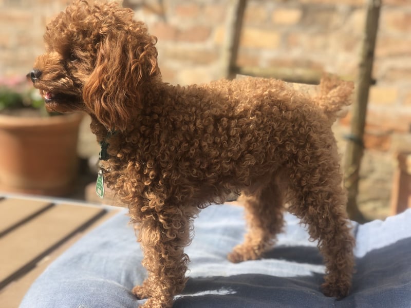 Toy Pudel Rüde kinderlieb 23 cm