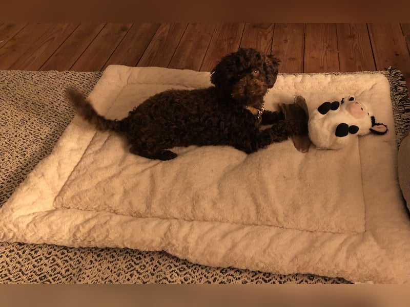 Toy Pudel 2 Jahre seltenes Schoko super lieb