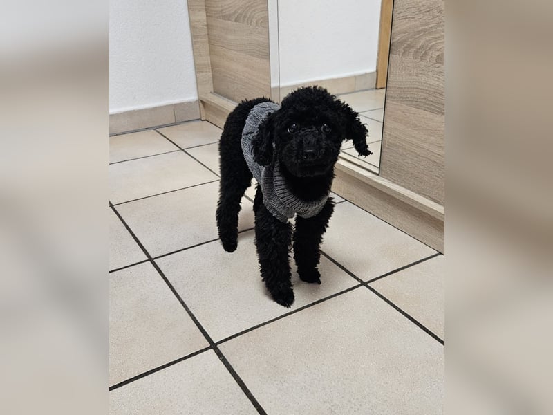 Toypudel abzugeben – liebevolles Zuhause gesucht