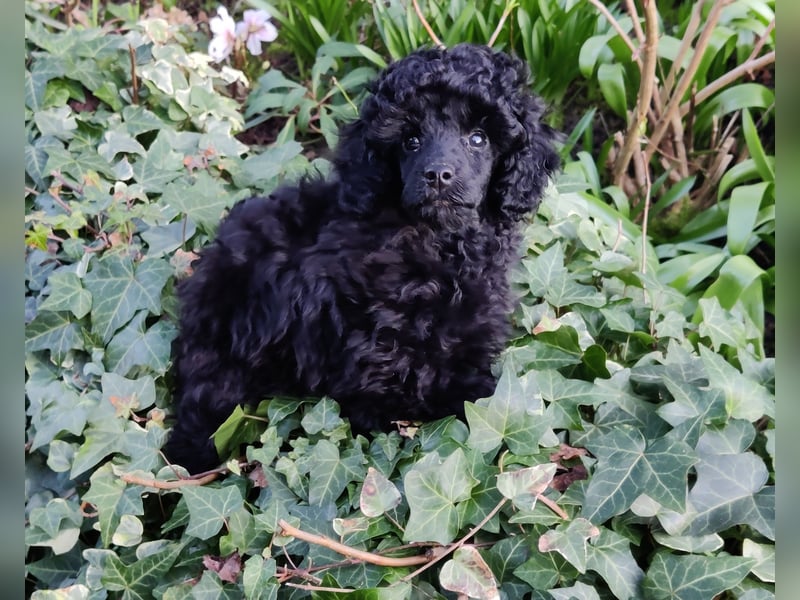 Toypudelwelpen, schwarz