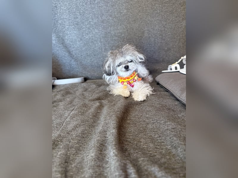 Toypudel im asiatischen typ