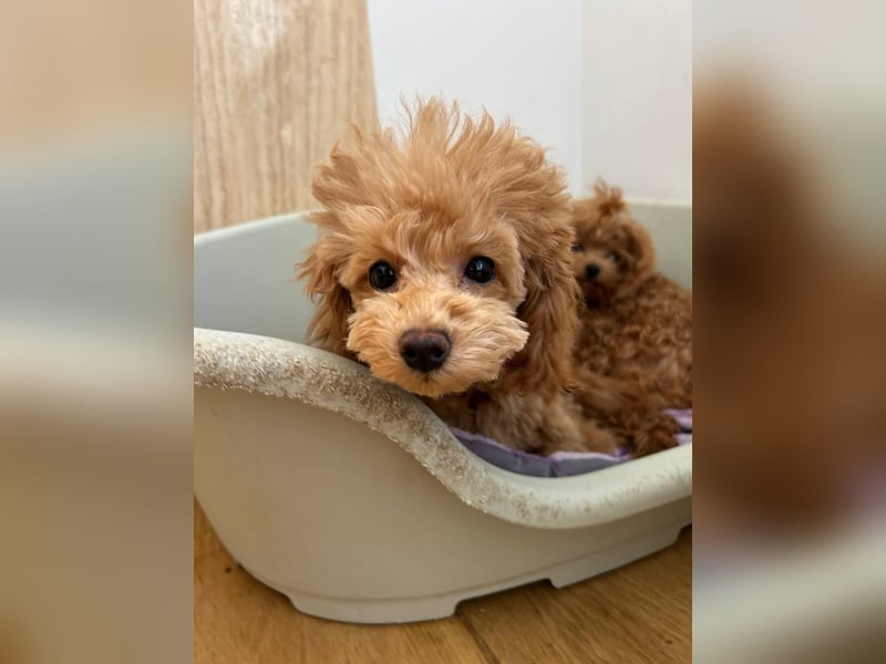 Toy pudel Rot-Aprikose, Mädchen, 22 cm, FCI