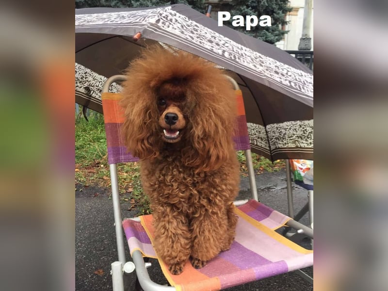 Toy pudel Rot, Mädchen 22 cm, FCI