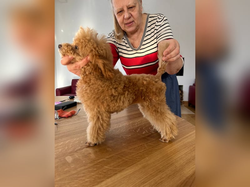 Toy pudel Rot-Aprikose, Mädchen, 22 cm, FCI