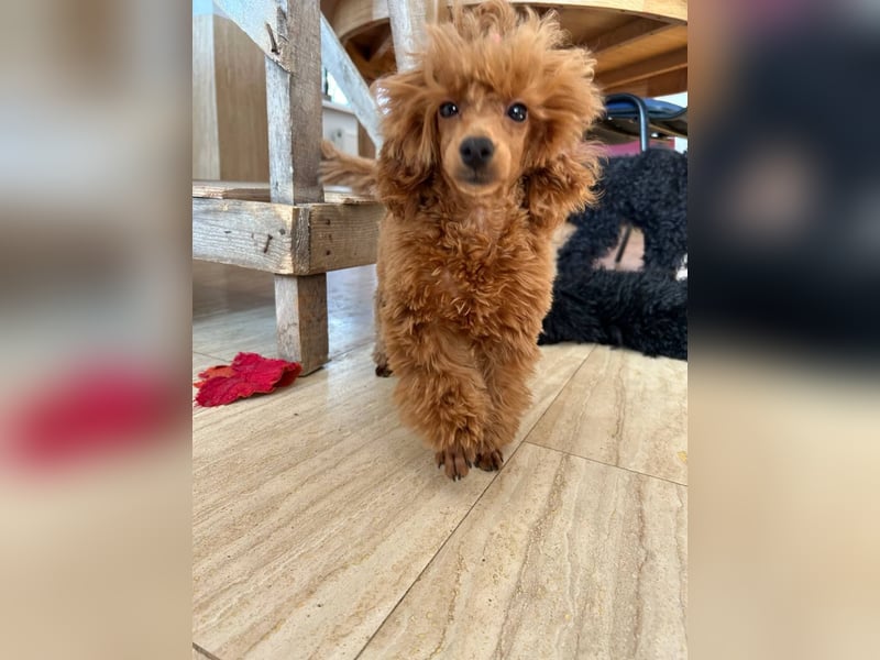 Toy pudel Rot, Mädchen 22 cm, FCI