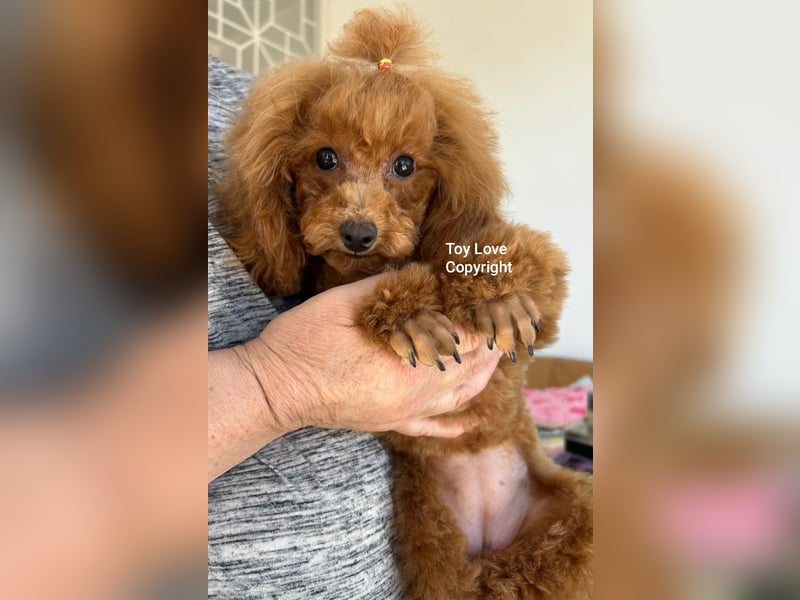 Toy pudel Rot, Mädchen 22 cm, FCI