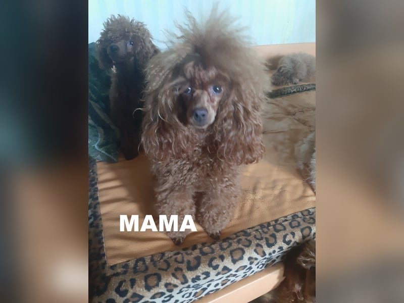 Toy pudel Rot, Mädchen 22 cm, FCI