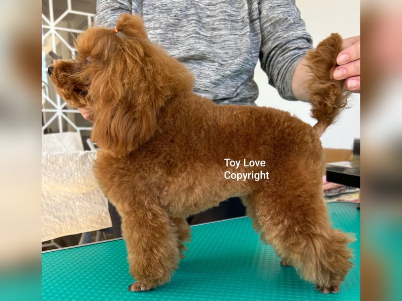 Toy pudel Rot, Mädchen 22 cm, FCI