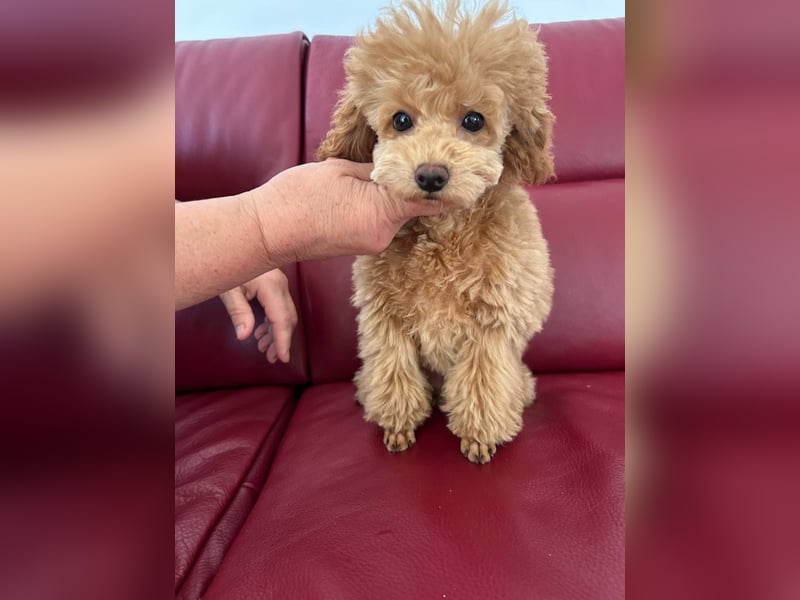 Toy pudel Rot-Aprikose, Mädchen, 22 cm, FCI