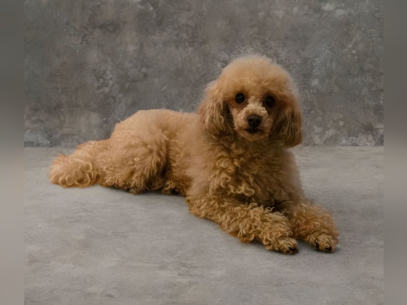 Toypudel Hündin ,  fawn - 3 Jahre