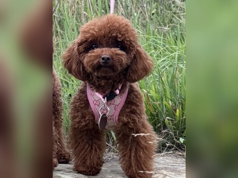 Toypudel Hündin aus asiatischerlinie