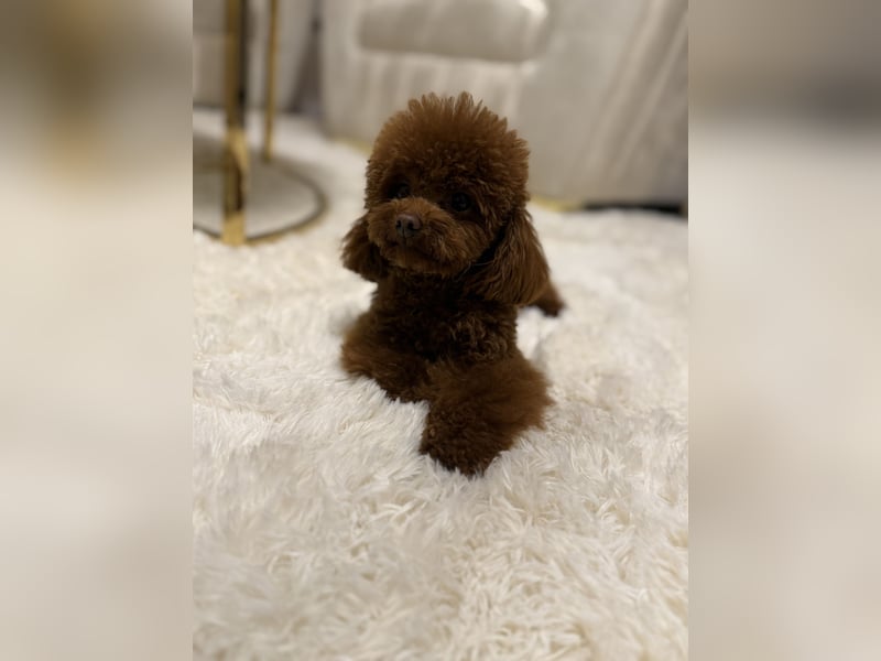 Toypudel Hündin aus asiatischerlinie