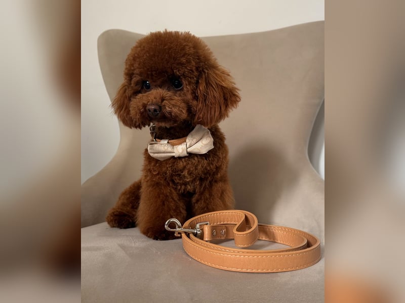 Toypudel Hündin aus asiatischerlinie