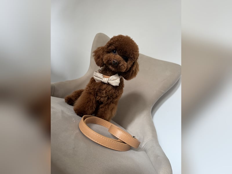 Toypudel Hündin aus asiatischerlinie