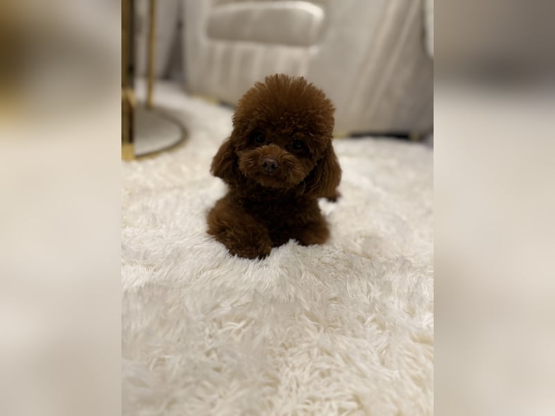 Toypudel Hündin aus asiatischerlinie