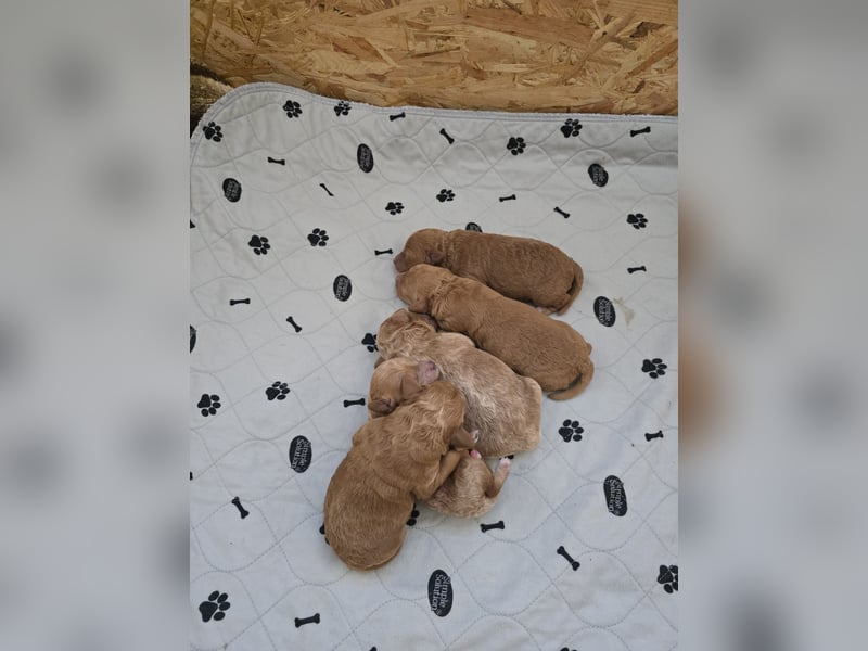 Traumhafte Toypudelwelpen/Zwergpudelwelpen suchen ein liebevolles Zuhause