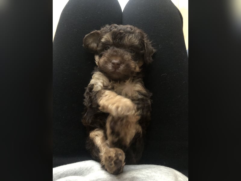 asiatische Edelverpaarung Toy Pudel Black tan Schoko Red Aprico Zwergpudel Pudel Therapiehund