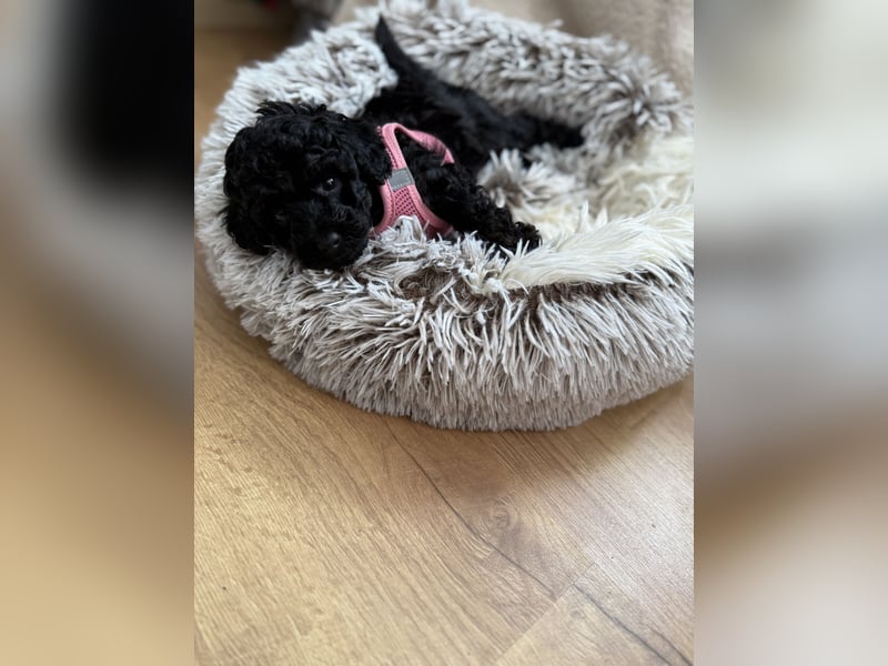 asiatische Edelverpaarung Toy Pudel Black tan Schoko Red Aprico Zwergpudel Pudel Therapiehund