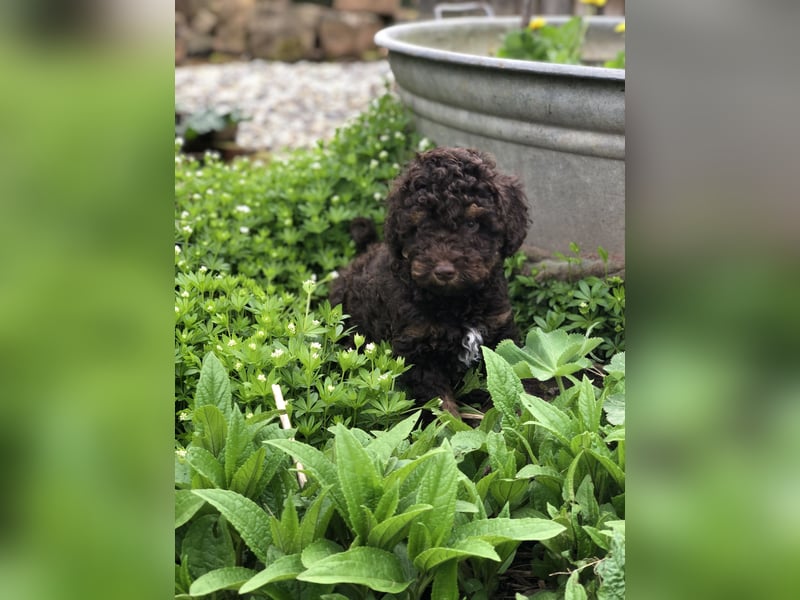 asiatische Edelverpaarung Toy Pudel Black tan Schoko Red Aprico Zwergpudel Pudel Therapiehund