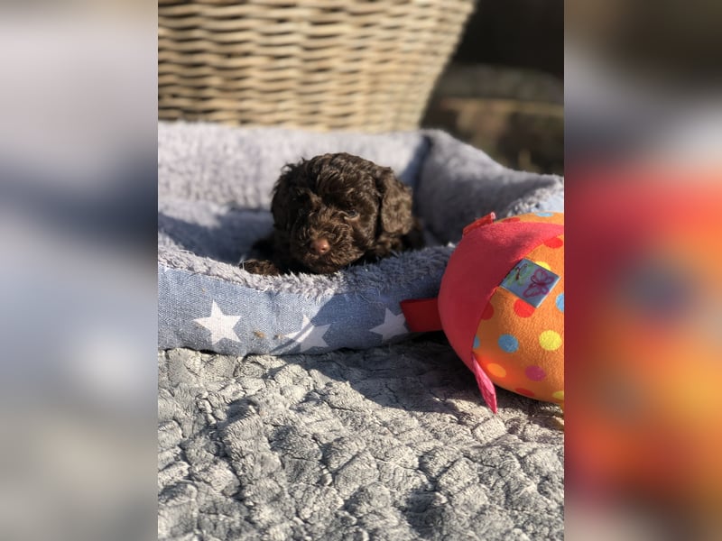 asiatische Edelverpaarung Toy Pudel Black tan Schoko Red Aprico Zwergpudel Pudel Therapiehund