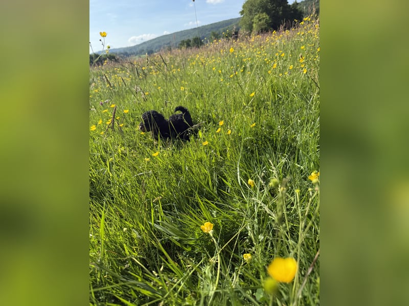 asiatische Edelverpaarung Toy Pudel Black tan Schoko Red Aprico Zwergpudel Pudel Therapiehund