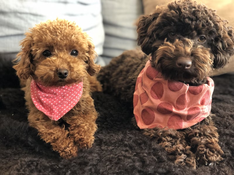 asiatische Edelverpaarung Toy Pudel Black tan Schoko Red Aprico Zwergpudel Pudel Therapiehund