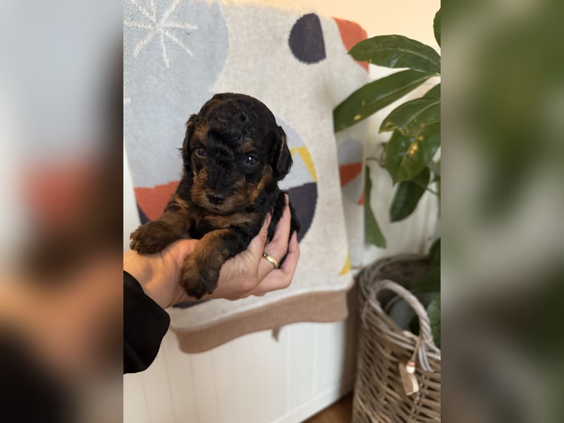 asiatische Edelverpaarung Toy Pudel Black tan Schoko Red Aprico Zwergpudel Pudel Therapiehund