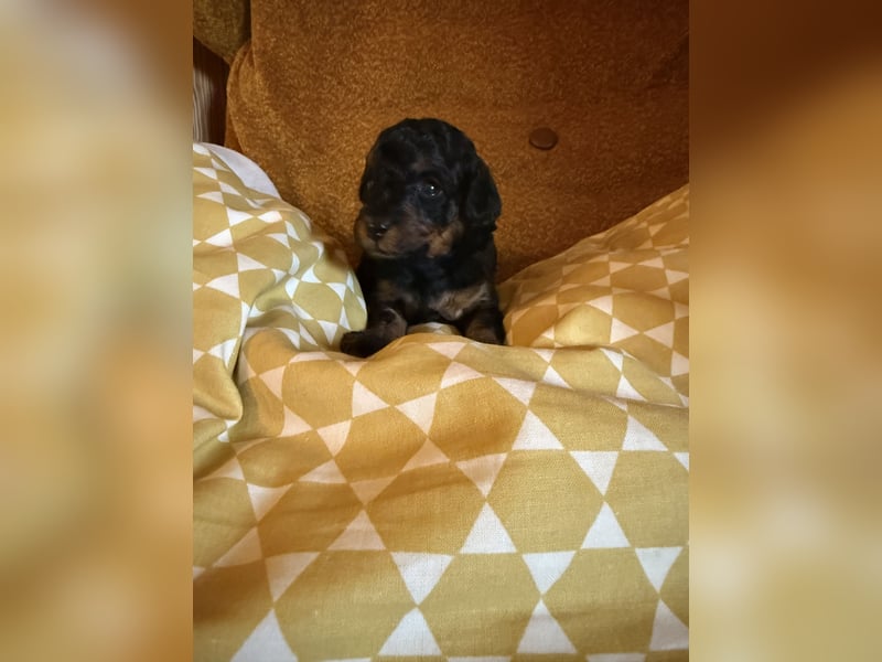 asiatische Edelverpaarung Toy Pudel Black tan Schoko Red Aprico Zwergpudel Pudel Therapiehund