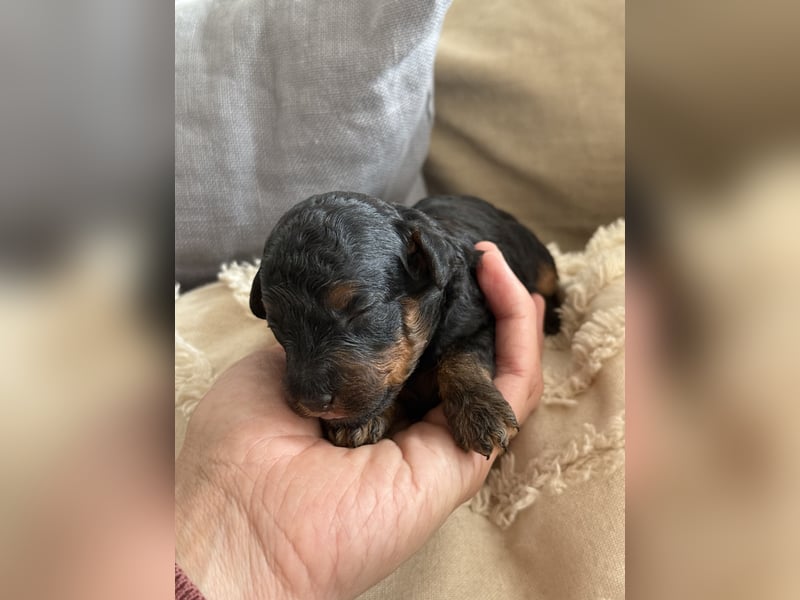 asiatische Edelverpaarung Toy Pudel Black tan Schoko Red Aprico Zwergpudel Pudel Therapiehund