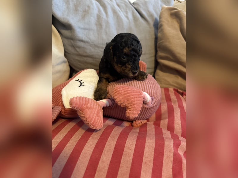 asiatische Edelverpaarung Toy Pudel Black tan Schoko Red Aprico Zwergpudel Pudel Therapiehund