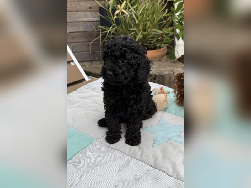 asiatische Edelverpaarung Toy Pudel Black tan Schoko Red Aprico Zwergpudel Pudel Therapiehund