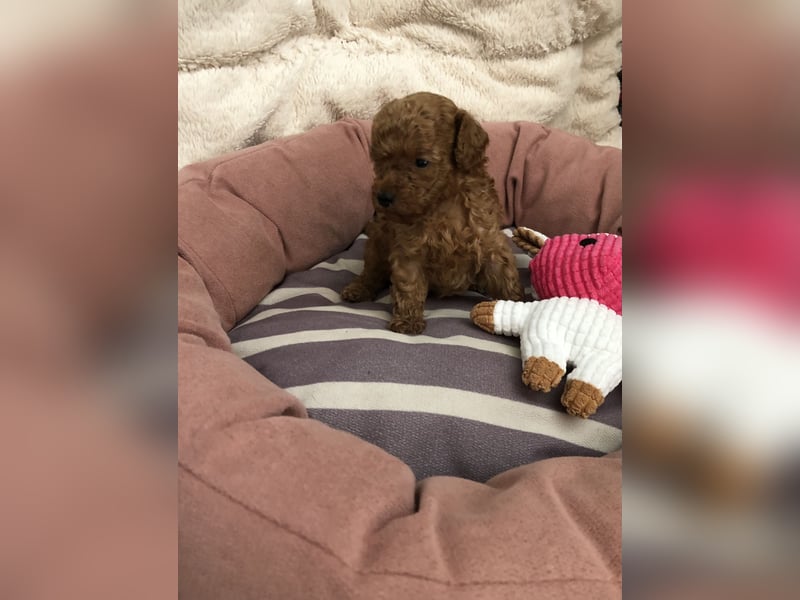 asiatische Edelverpaarung Toy Pudel Black tan Schoko Red Aprico Zwergpudel Pudel Therapiehund