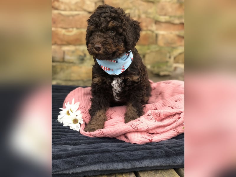 asiatische Edelverpaarung Toy Pudel Black tan Schoko Red Aprico Zwergpudel Pudel Therapiehund