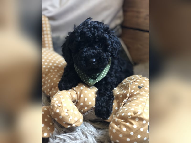 asiatische Edelverpaarung Toy Pudel Black tan Schoko Red Aprico Zwergpudel Pudel Therapiehund