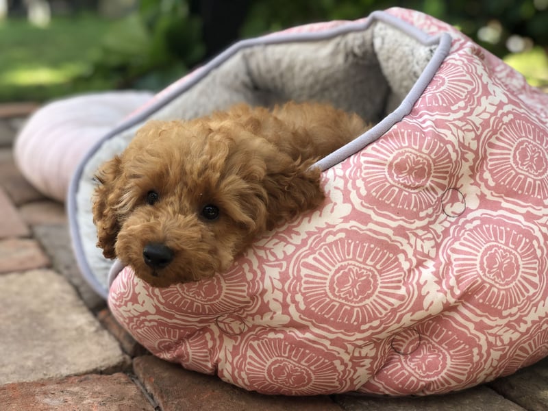 asiatische Edelverpaarung Toy Pudel Black tan Schoko Red Aprico Zwergpudel Pudel Therapiehund