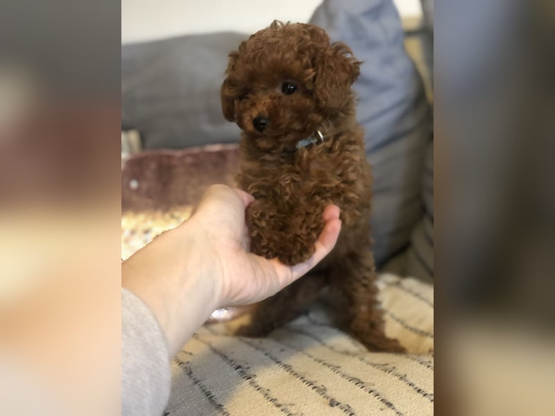 asiatische Edelverpaarung Toy Pudel Black tan Schoko Red Aprico Zwergpudel Pudel Therapiehund