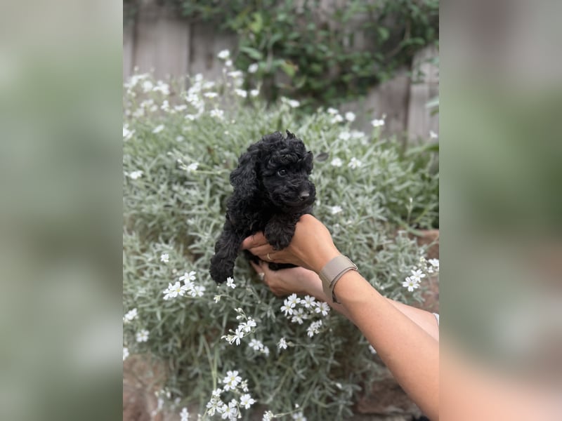 asiatische Edelverpaarung Toy Pudel Black tan Schoko Red Aprico Zwergpudel Pudel Therapiehund