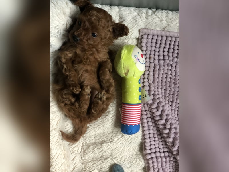 asiatische Edelverpaarung Toy Pudel Black tan Schoko Red Aprico Zwergpudel Pudel Therapiehund