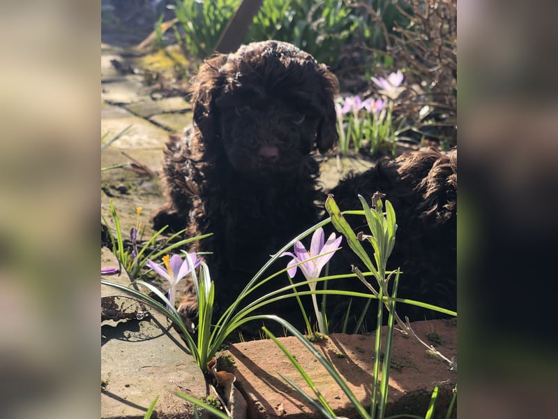 asiatische Edelverpaarung Toy Pudel Black tan Schoko Red Aprico Zwergpudel Pudel Therapiehund