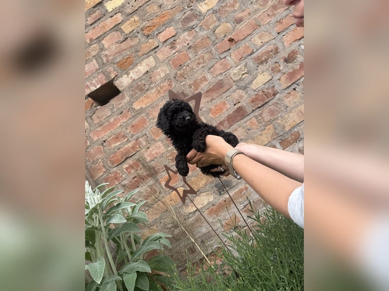 asiatische Edelverpaarung Toy Pudel Black tan Schoko Red Aprico Zwergpudel Pudel Therapiehund