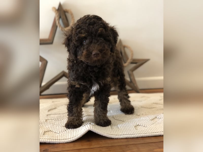 asiatische Edelverpaarung Toy Pudel Black tan Schoko Red Aprico Zwergpudel Pudel Therapiehund