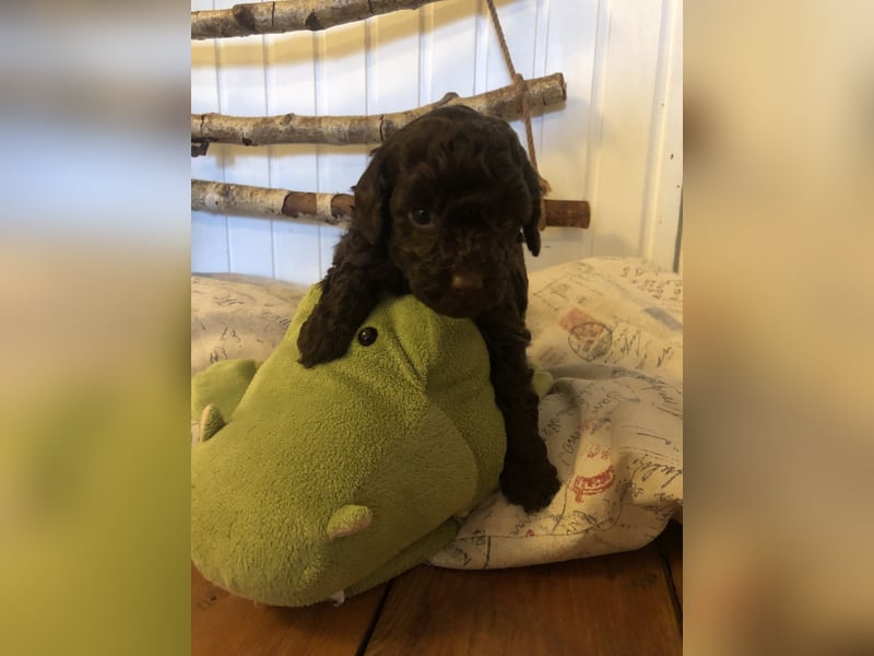 asiatische Edelverpaarung Toy Pudel Black tan Schoko Red Aprico Zwergpudel Pudel Therapiehund