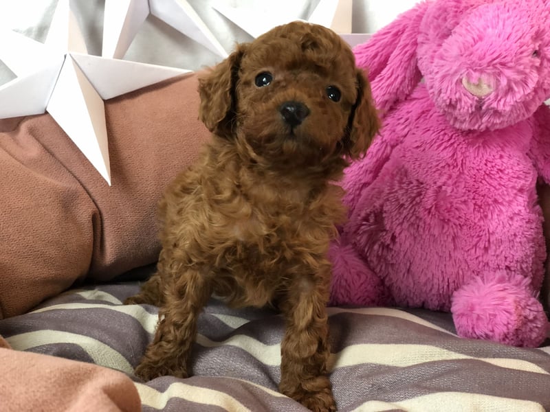asiatische Edelverpaarung Toy Pudel Black tan Schoko Red Aprico Zwergpudel Pudel Therapiehund