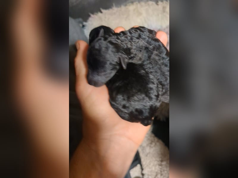 Toypudel Rüde blau Welpe ab 8/25, bildschön, entspannt, erzogen, beste Aufzucht